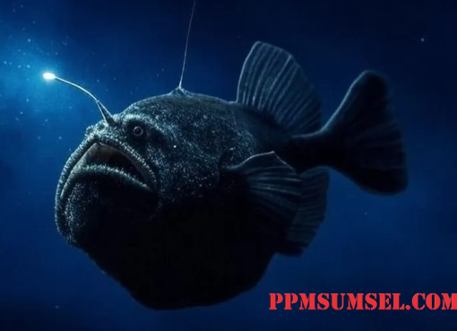 Penghuni Laut Dalam Ikan Anglerfish Muncul ke Permukaan
