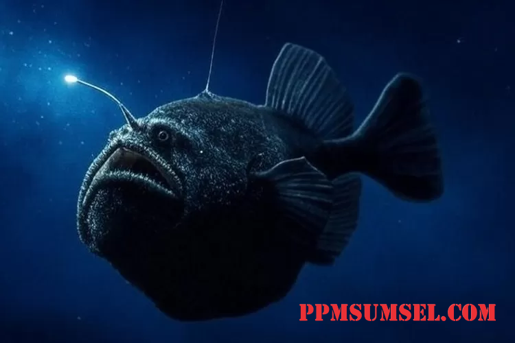 Penghuni Laut Dalam Ikan Anglerfish Muncul ke Permukaan, Apakah Akan Ada Bencana?