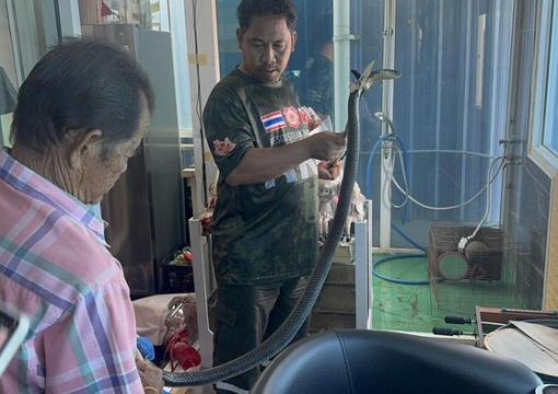 Telepon Terakhir Sebelum Meninggal: Kisah Tragis Pria yang Digigit Kobra saat Hubungi Nenek